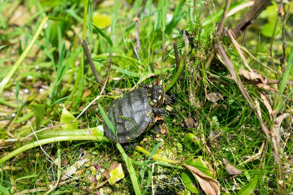 Маленькая Черепаха Зеленой Траве Лесу — стоковое фото