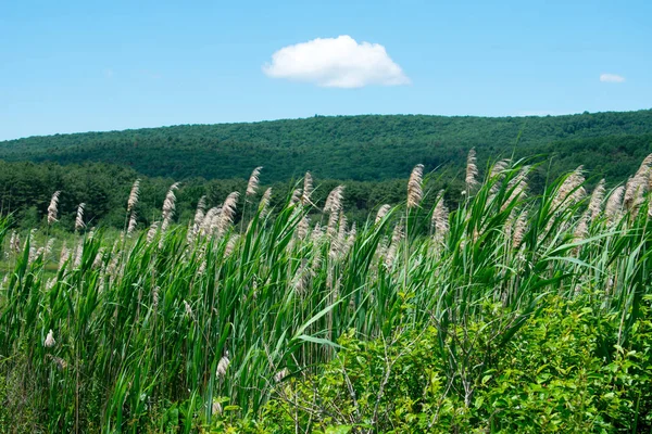 Campo Verde Con Piante Maturazione — Foto Stock