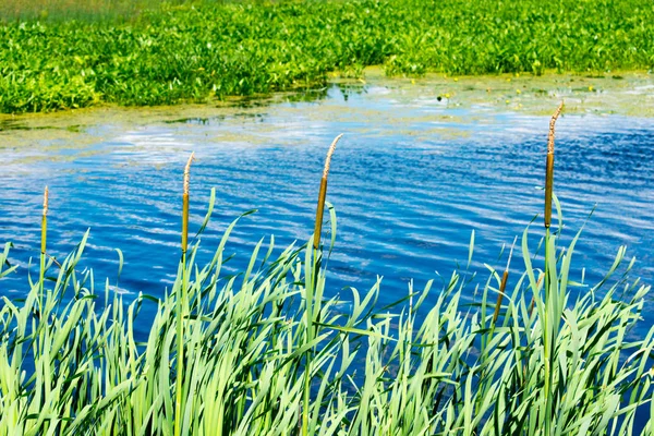 Заросшая Река Водными Растениями Тростником — стоковое фото