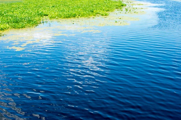 Övervuxen Flod Med Vattenväxter Och Vass — Stockfoto