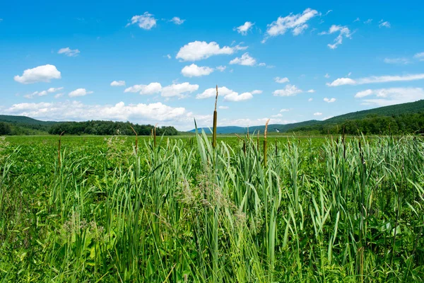 Bellissimo Cielo Blu Erba Verde — Foto Stock