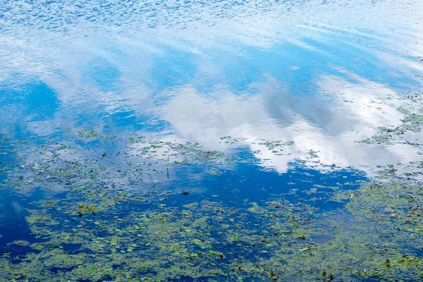 Flodvatten Med Gröna Växter — Stockfoto