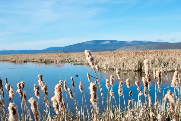 mavi gökyüzü altında sazlık ile büyümüş göl