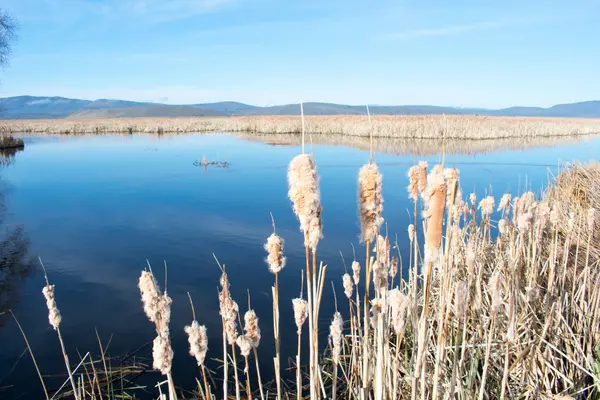 mavi gökyüzü altında sazlık ile büyümüş göl