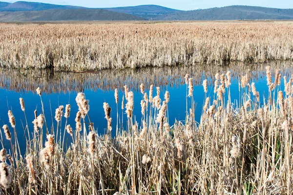 mavi gökyüzü altında sazlık ile büyümüş göl