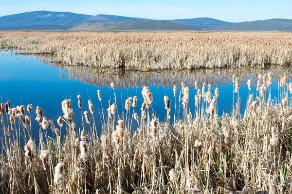 mavi gökyüzü altında sazlık ile büyümüş göl