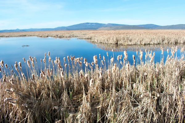 mavi gökyüzü altında sazlık ile büyümüş göl