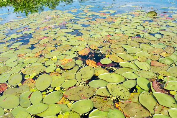 Rio Coberto Com Plantas Lótus Junco — Fotografia de Stock