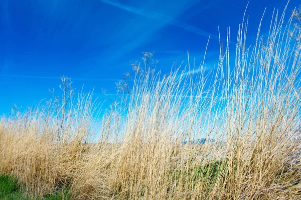 Campo Con Fondo Azul Cielo Nublado — Foto de Stock