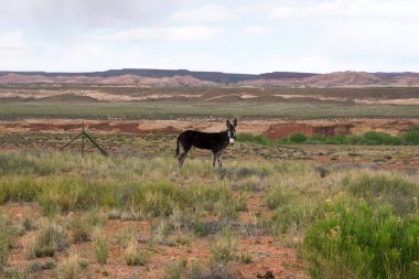 Vahşi batı manzarasının sevimli eşeği.