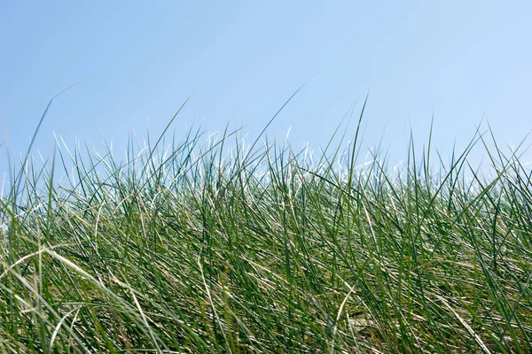 Hierba Verde Cielo Azul Fondo Natural — Foto de Stock