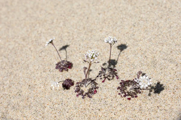 Winzige Blumen Die Sand Wachsen — Stockfoto