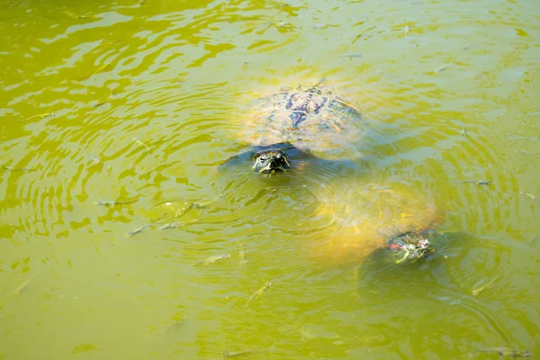 Two turtles swimming in river water