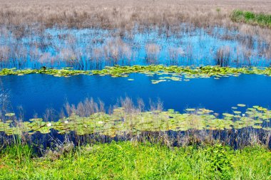 lotus çiçekleri ve sazlık ile büyümüş göl