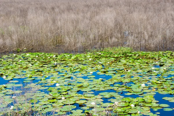 Заросшее Озеро Цветами Лотоса Тростника — стоковое фото
