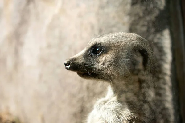 Fechar Vista Retrato Meerkat — Fotografia de Stock