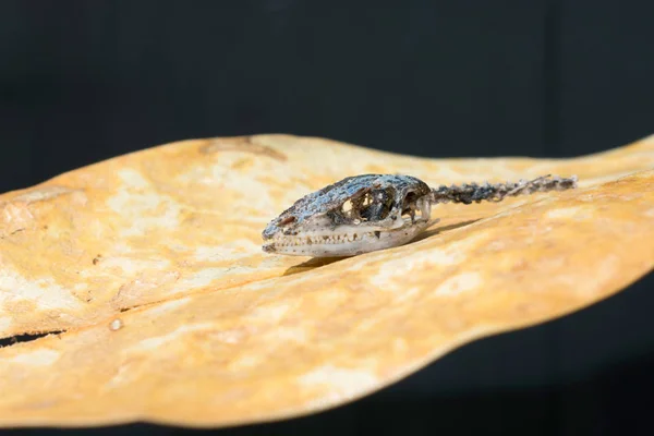 Nahaufnahme Des Gecko Schädels — Stockfoto