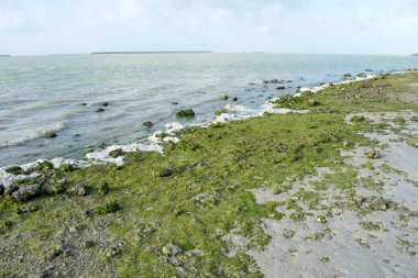 Sahilde Deniz yosunlar yakın görünümü