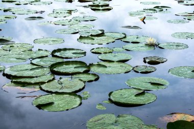 göl, yansıma ve yeşil bitkiler ile sakin mavi su 