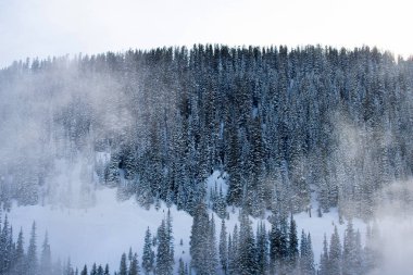 Köknar ağaçları ile kaplı karlı dağlar