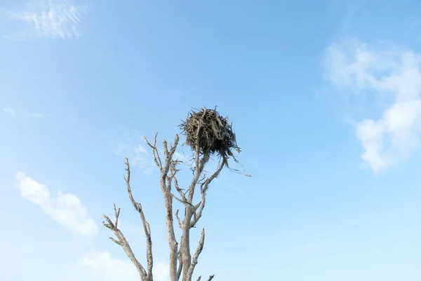 Мертвое Дерево Фоне Неба — стоковое фото