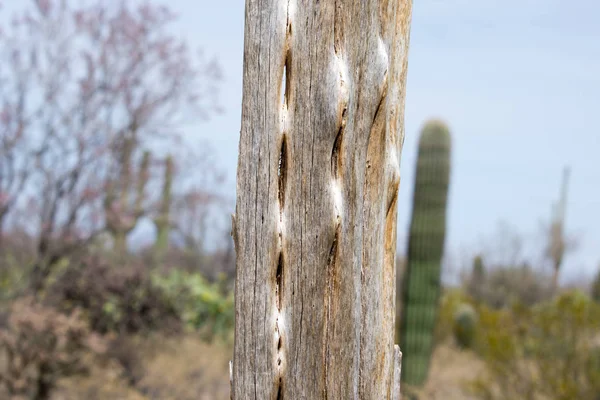 Zona Desierta Con Tronco Dañado —  Fotos de Stock