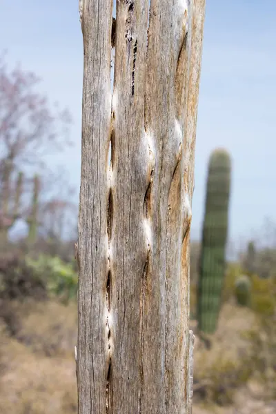 Zona Deserta Con Tronco Albero Danneggiato — Foto Stock