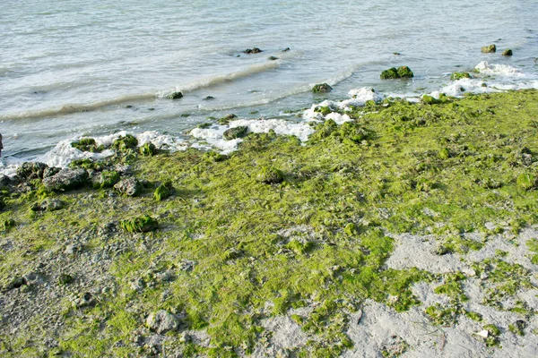 Vue Rapprochée Des Algues Sur Plage — Photo