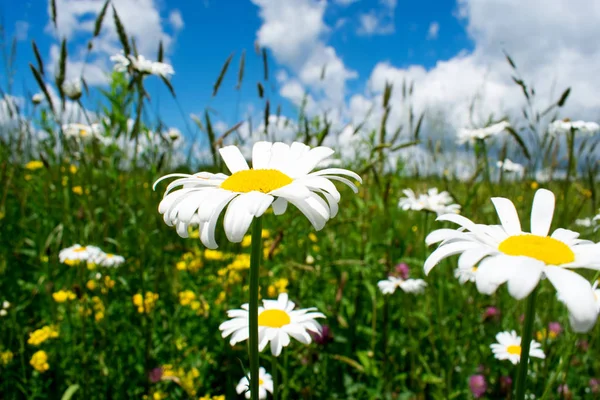 Grüne Fliegenpilze Gefüllt Mit Weißen Und Gelben Blüten Frühling — Stockfoto