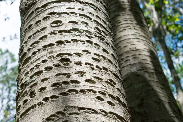 Vista Detalhada Árvores Com Casca Danificada — Fotografia de Stock