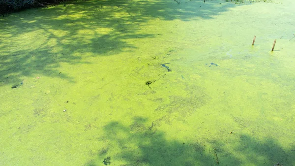 Zielona Trawa Powierzchnia Wody — Zdjęcie stockowe