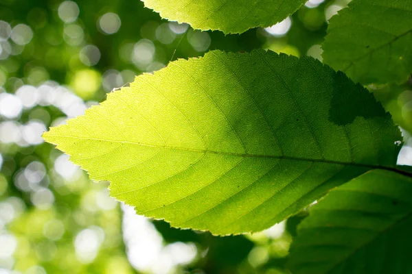 Folhas Verdes Brilhantes Vista Próxima — Fotografia de Stock