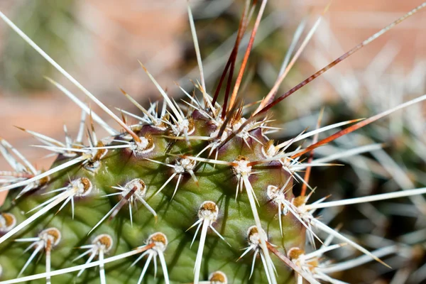 Cactus Tuin — Stockfoto