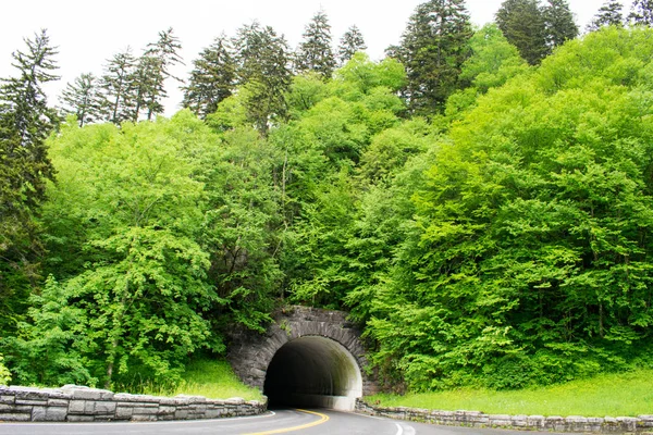 Heller Grüner Wald Natürlicher Hintergrund — Stockfoto