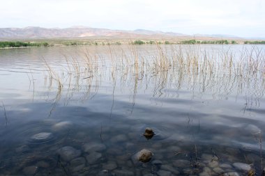 Yaz gündüz nehir kıyısında, doğal arka plan