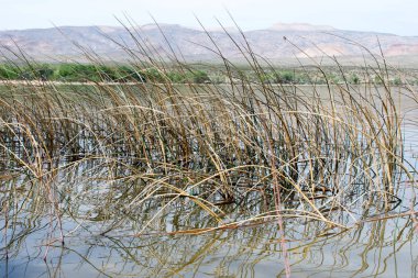 çimenler ve bitkiler tarlada
