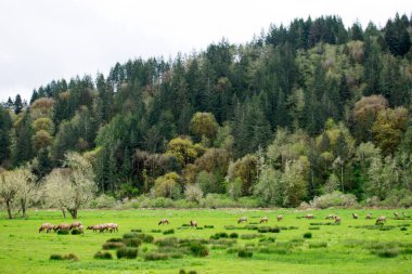 Parlak yeşil orman, doğal arka plan.