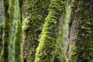 Ormanda yosunlu Trunks ile ağaçlar