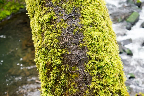 Árvores Com Troncos Musgosos Floresta — Fotografia de Stock