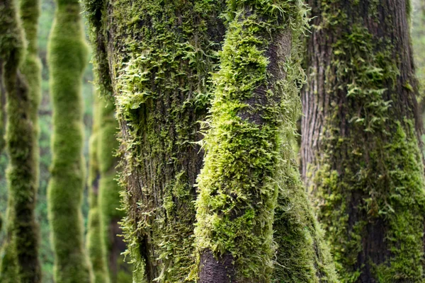 Trees Mossy Trunks Forest — Stock Photo, Image