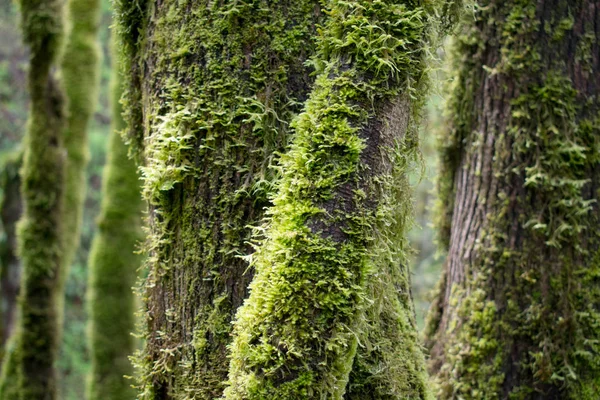 森林中长有苔木树干的树木 — 图库照片