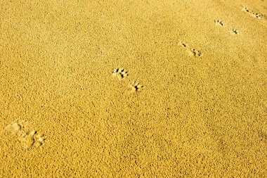 Hayvan ayak izleri ile kum yüzeyi