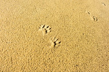 Hayvan ayak izleri ile kum yüzeyi