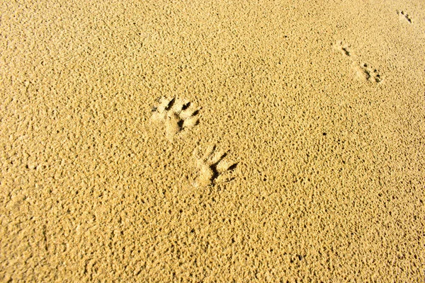 Hayvan ayak izleri ile kum yüzeyi