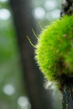 Ağaç kabuğu üzerinde yosun kırpılmış görünümü