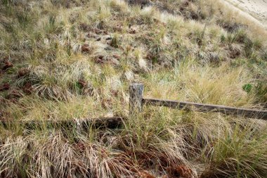 Doğa detayları, yakınlaştırma görünümü