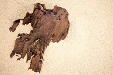 Sahildeki ölü ağaç.