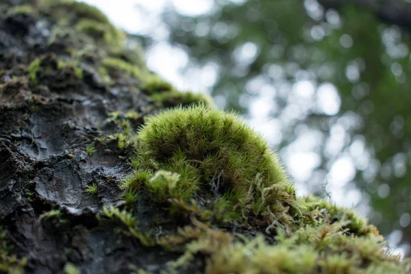 Vista Cortada Musgo Casca Árvore — Fotografia de Stock