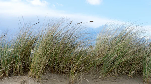 Gedroogd Gras Met Blauwe Hemel Natuurlijke Achtergrond — Stockfoto