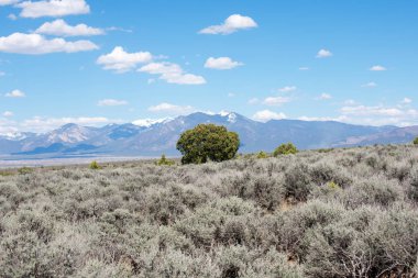 arka planda dağ sırası ile yeşil çayır